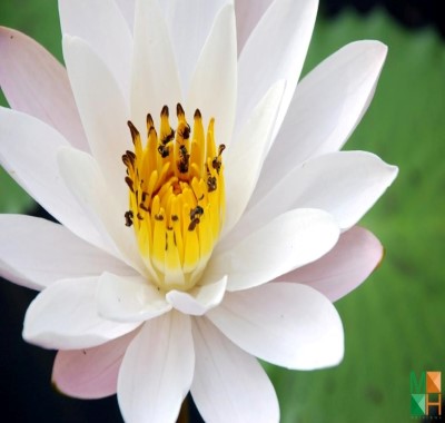  Tranh dán tường Hàn Quốc - hoa sen FW 254